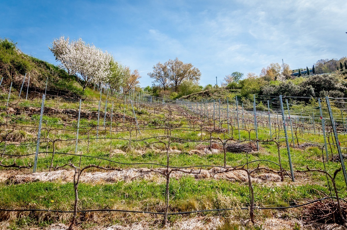 Grapevines in the mountains of Andorra