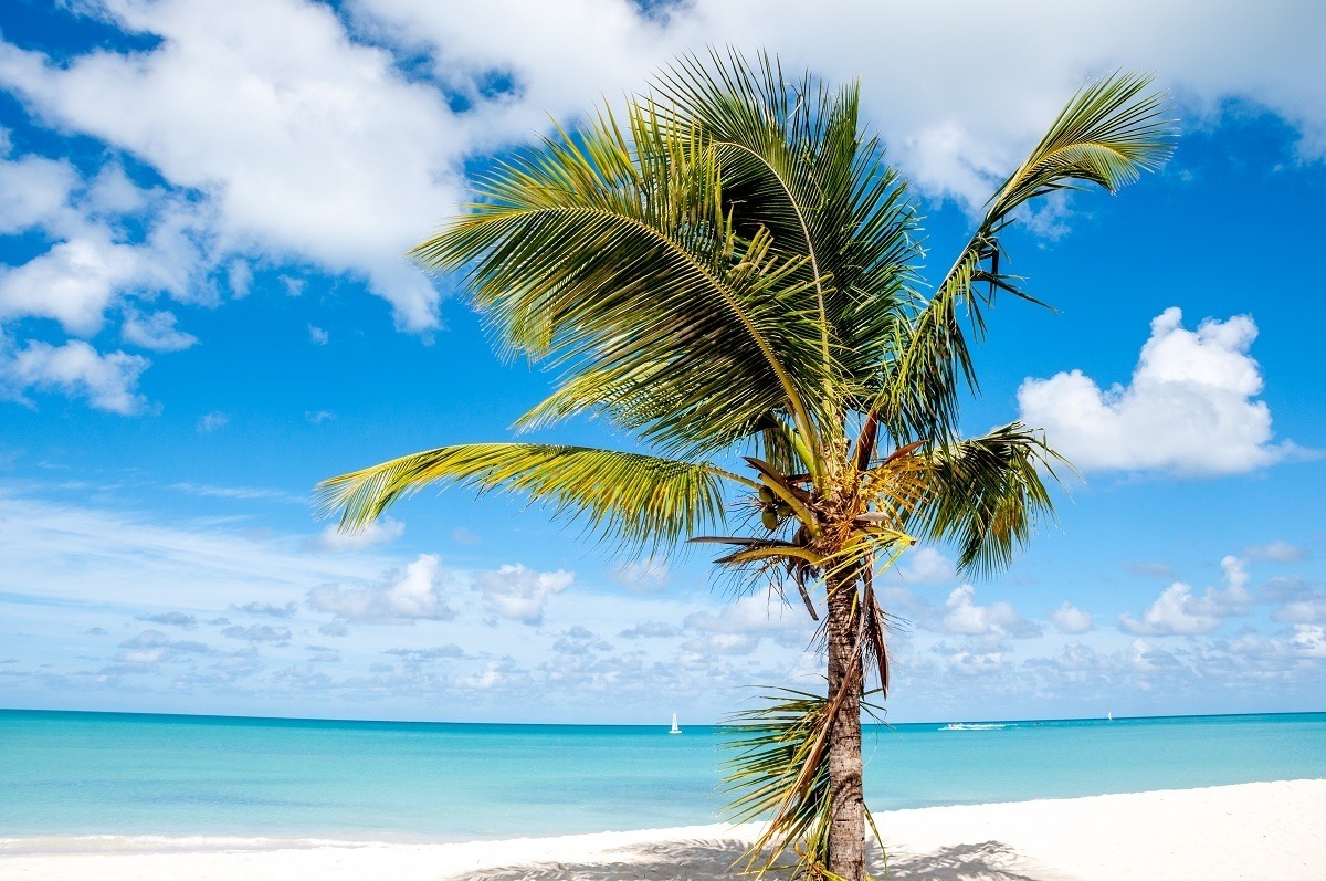 A single palm tree on a beautiful beach in Antigua