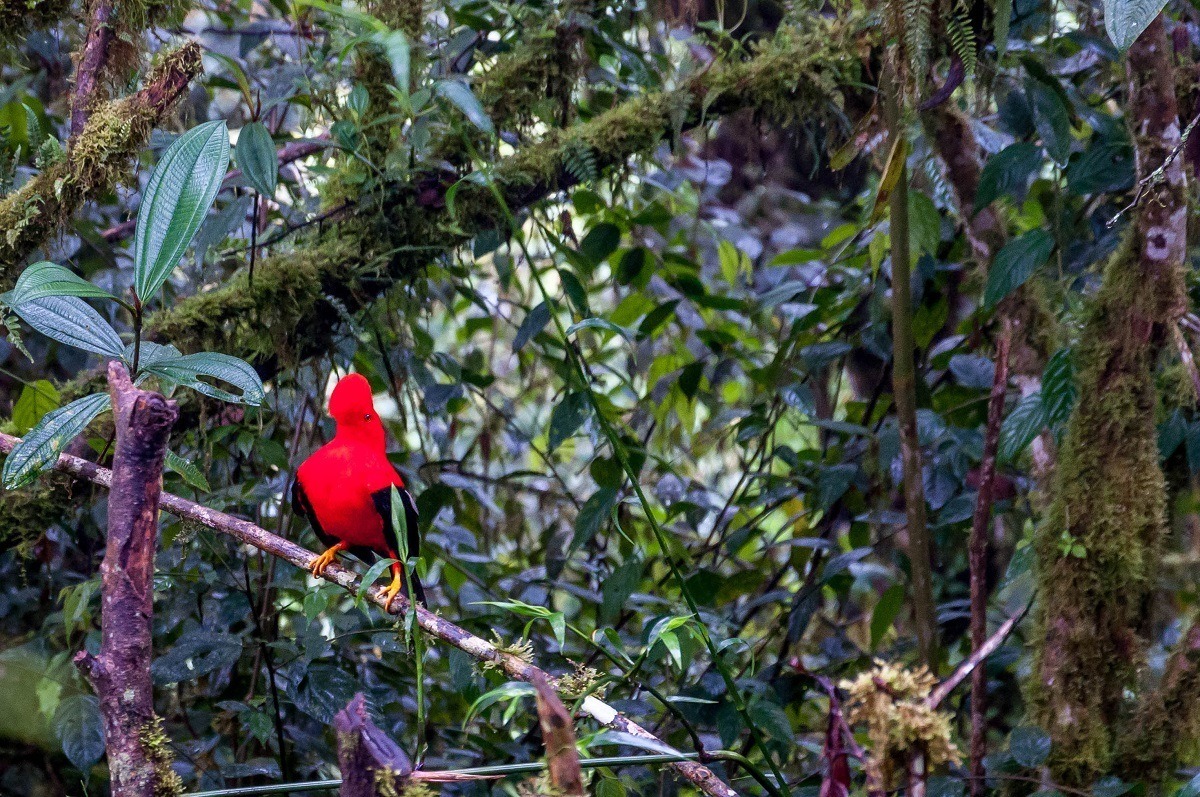 Bright red bird