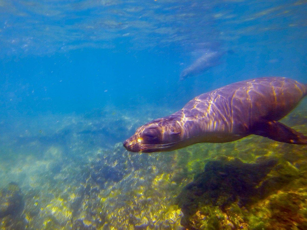 A sea lion underwater 