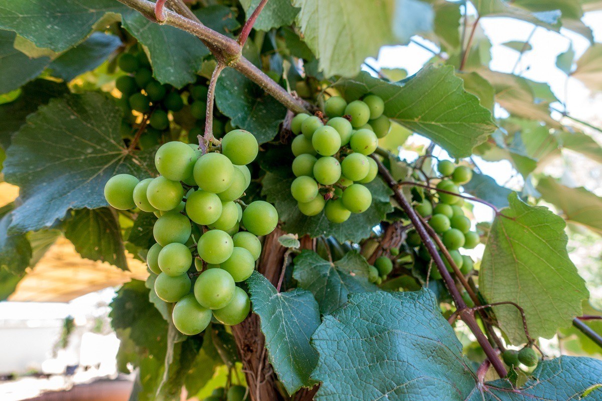 Black Spanish grapes on grapevine