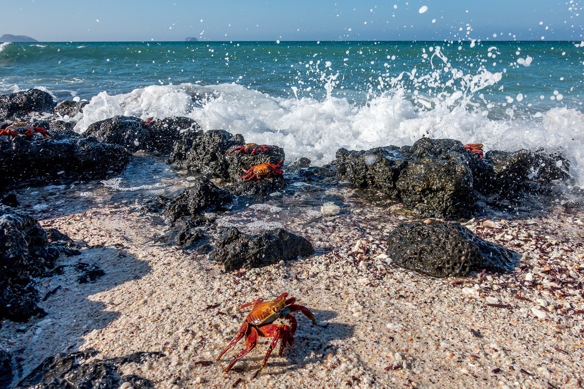 Red crabs on a beach near crashing waves