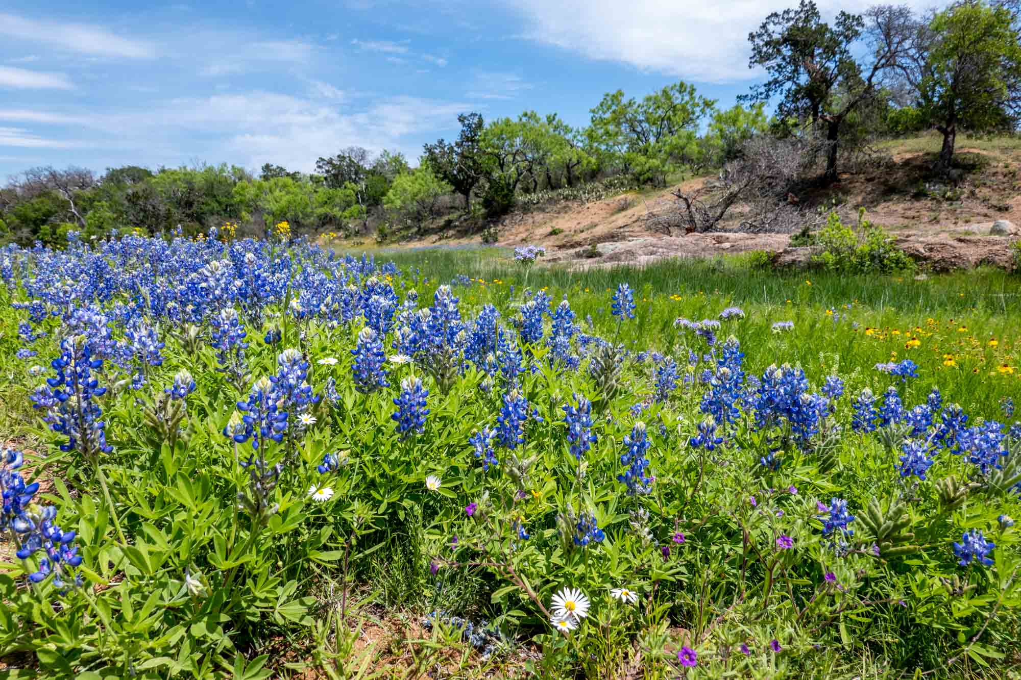 The Willow City Loop bluebonnets in bloom.