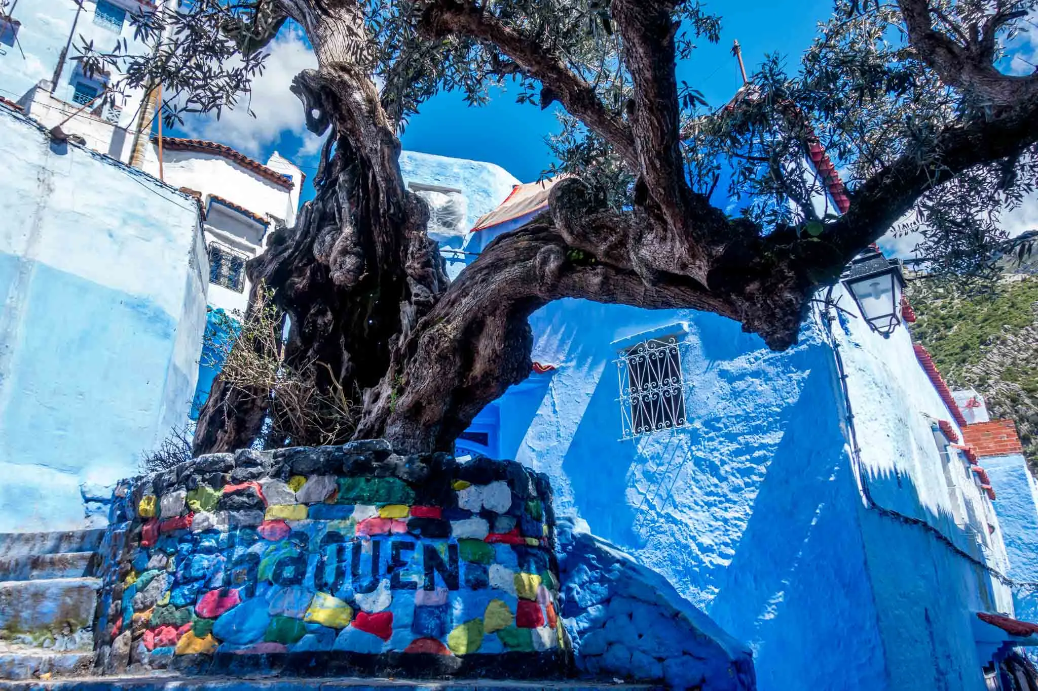 Large tree growing from a stone planter painted with "Chaouen"