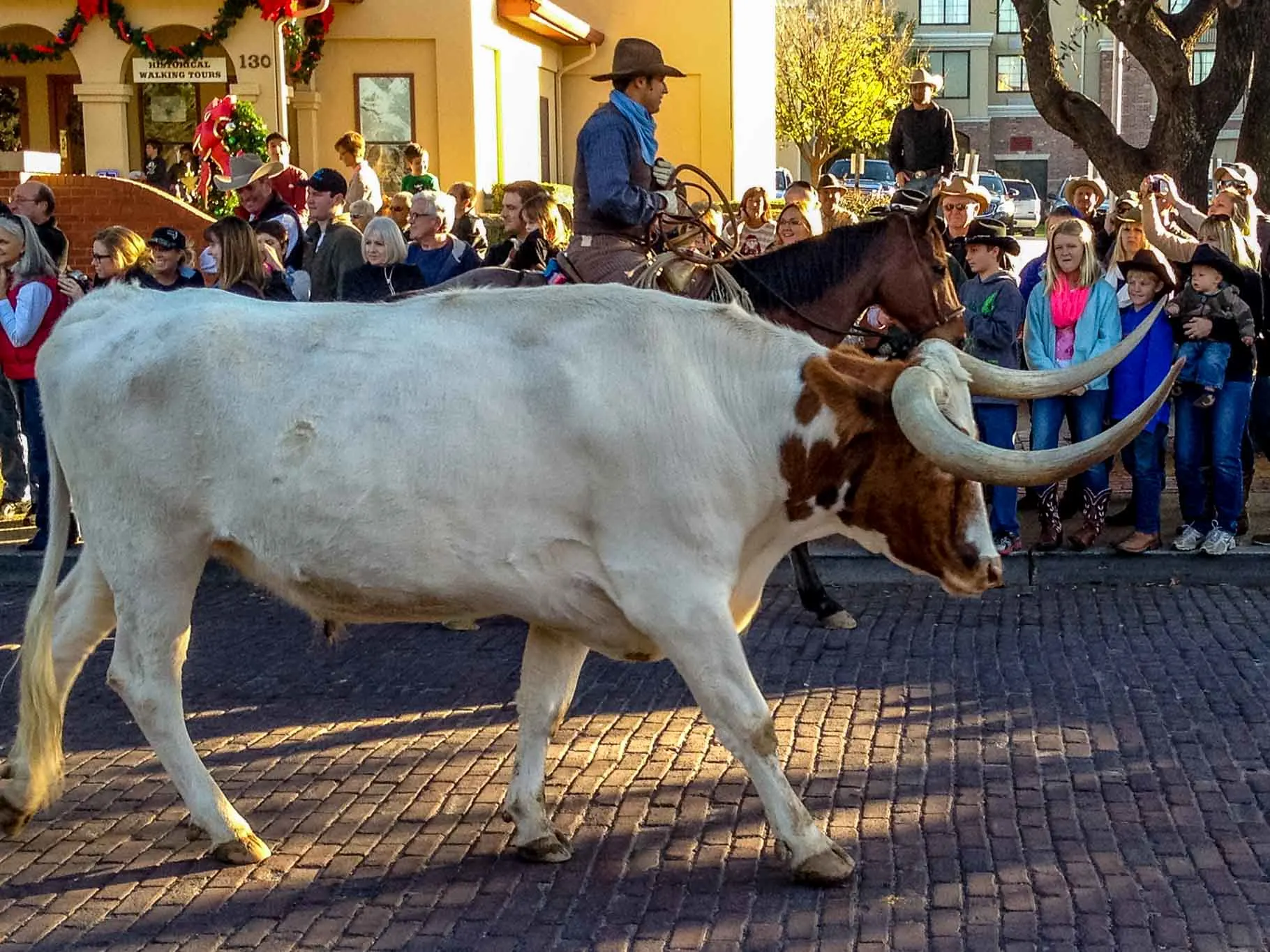 Longhorn cattle walking in the street with crowd looking on.