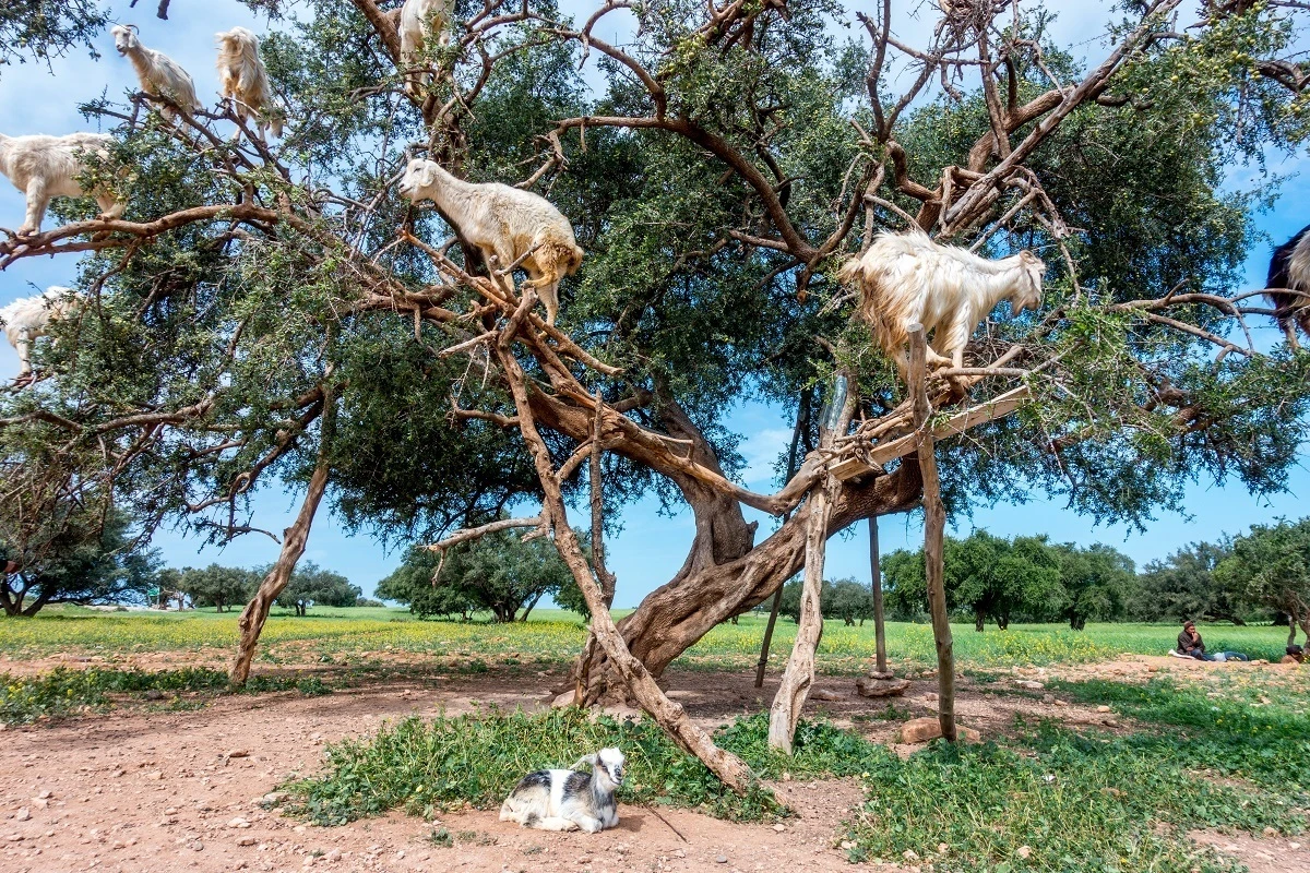 Goats in an argan tree with a kid on the ground